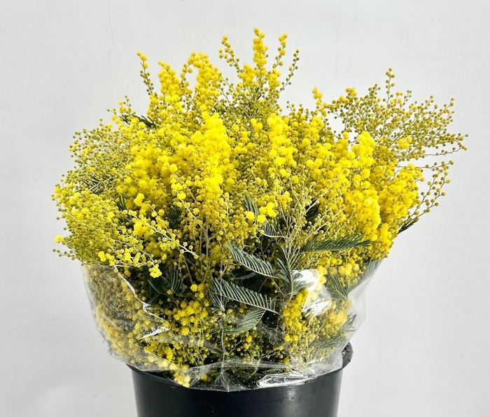 <h4>Mimosa Mirandol Extra</h4>