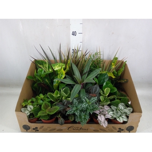 Planten Groen   ...mix 24