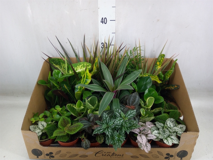 <h4>Planten Groen   ...mix 24</h4>