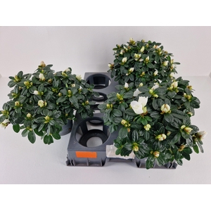 RHODO SI WITTE VOGEL