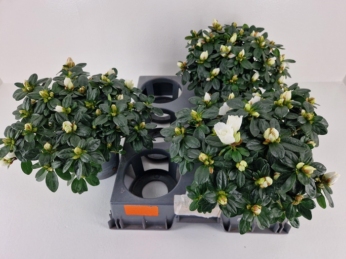 <h4>RHODO SI WITTE VOGEL</h4>