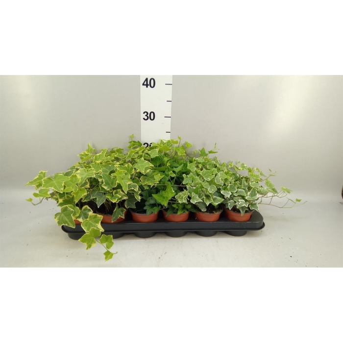 <h4>Hedera helix   ...mix 3</h4>