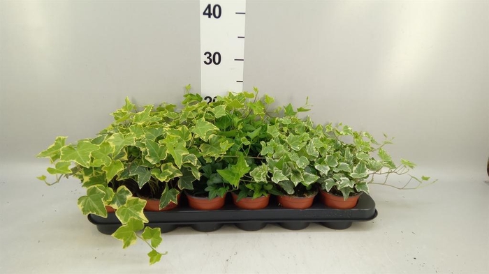 Hedera helix   ...mix 3
