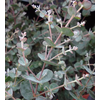 Eucalyptus gunnii
