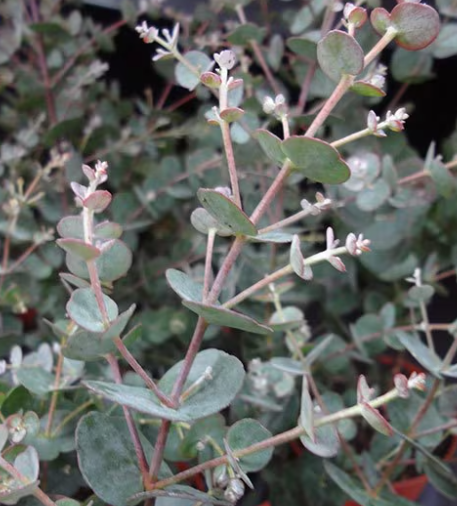 Eucalyptus gunnii