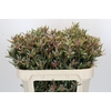 Leucadendron Ayoba Star Pearl