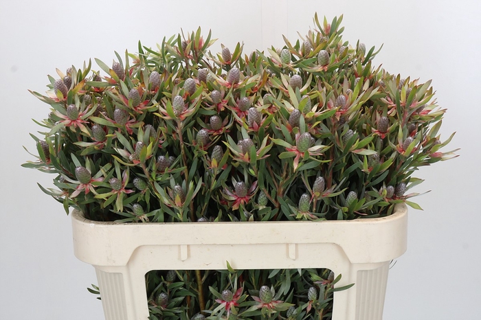 <h4>Leucadendron Ayoba Star Pearl</h4>