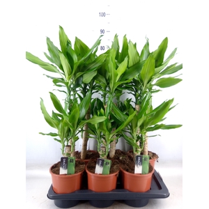 Dracaena frag. 'Steudneri'