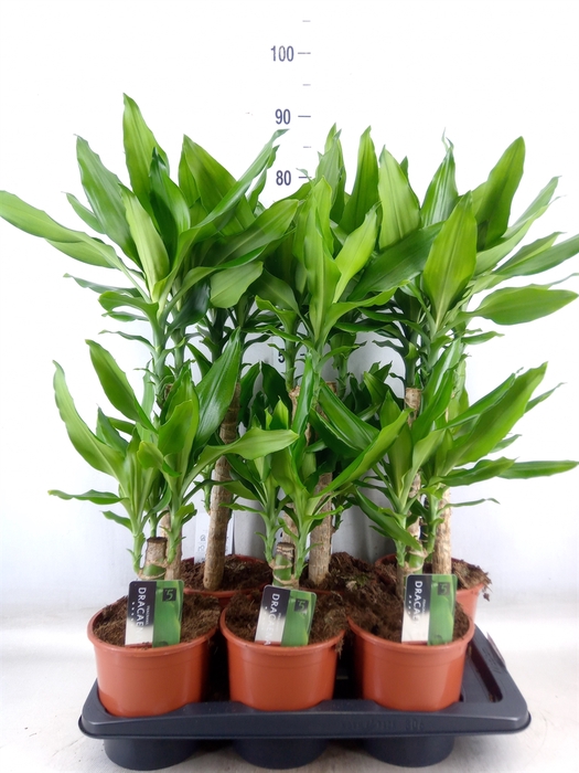 <h4>Dracaena frag. 'Steudneri'</h4>