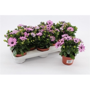 Osteospermum Pink