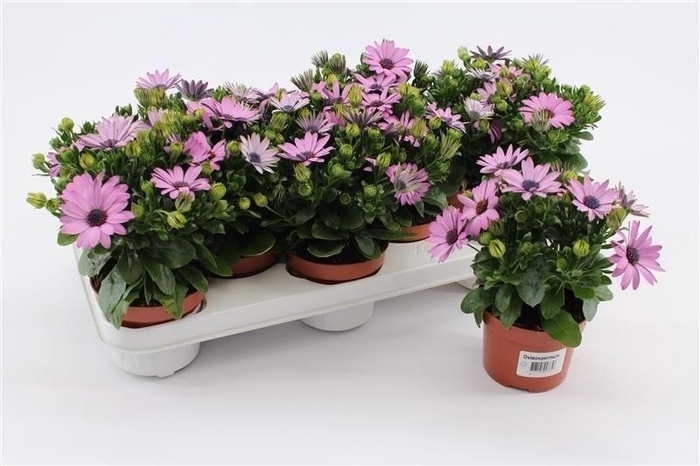 <h4>Osteospermum Pink</h4>