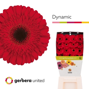 Gerbera Dynamic Diamond