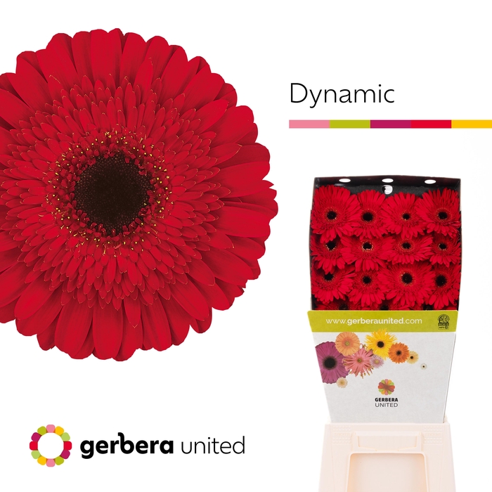 <h4>Gerbera Dynamic Diamond</h4>