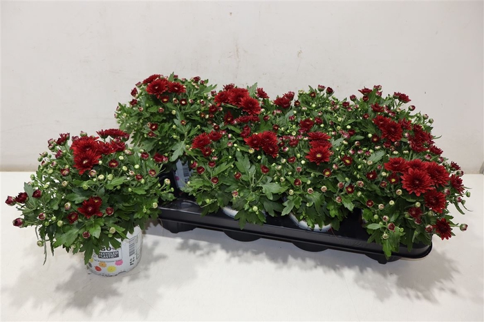 <h4>arr8 Chry Gard Dou Bicolor Red</h4>