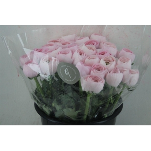 Ran Cloni Sup Lady Hanoi Pink