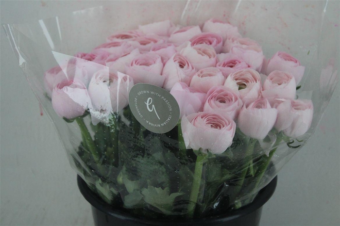 <h4>Ran Cloni Sup Lady Hanoi Pink</h4>