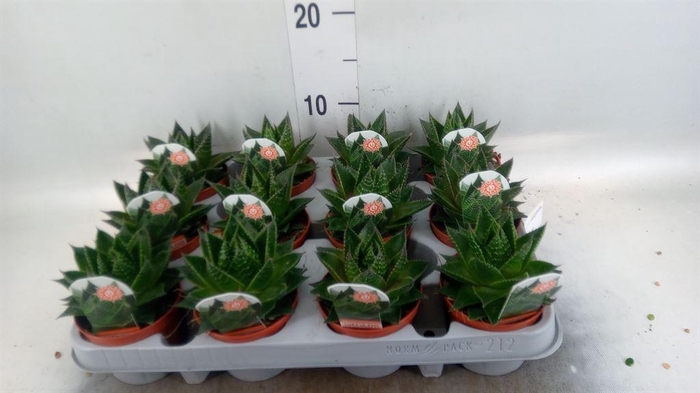 <h4>Aloe aristata 'Cosmo'</h4>