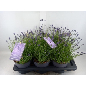 Lavandula angus. 'Essence Pure'