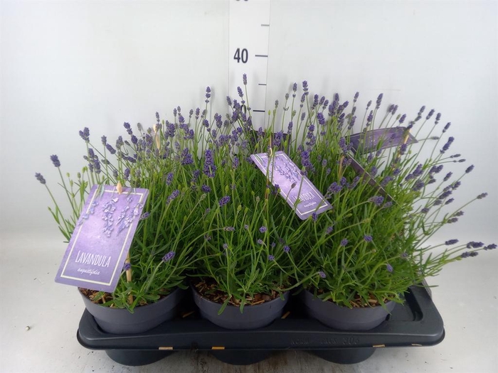 <h4>Lavandula angus. 'Essence Pure'</h4>