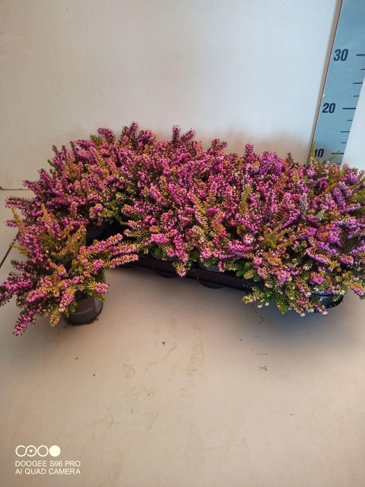 <h4>Erica Darley</h4>