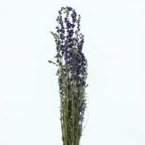 Dried Delphinium Blue P Bunch