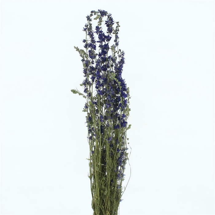 <h4>Dried Delphinium Blue P Bunch</h4>