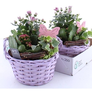 ARR TUINPLANTEN