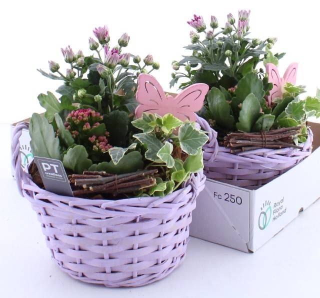 <h4>ARR TUINPLANTEN</h4>