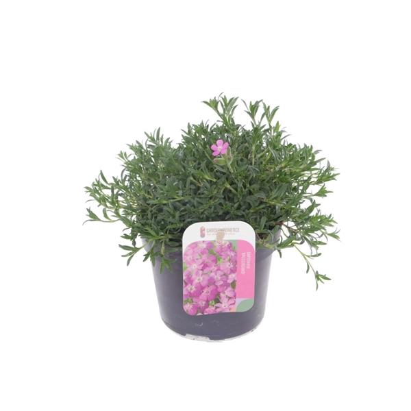<h4>Saponaria 'Bressingham'</h4>