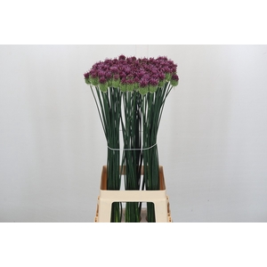 Allium Sphaerocephalon