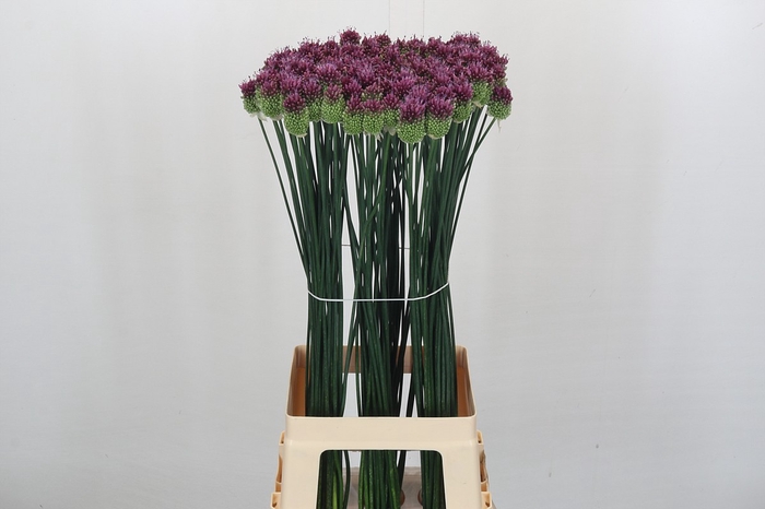 Allium Sphaerocephalon