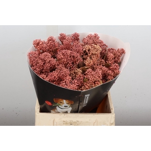Skimmia Wx Versilia