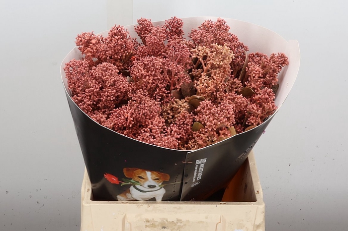 <h4>Skimmia Wx Versilia</h4>