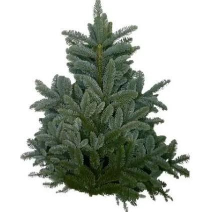<h4>ABIES 'NOBILIS' BLUE 5KG</h4>