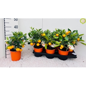 CITR MICROCARPA