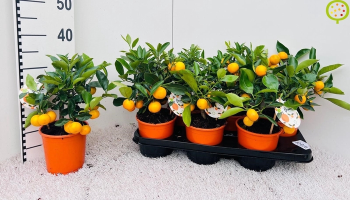 <h4>CITR MICROCARPA</h4>
