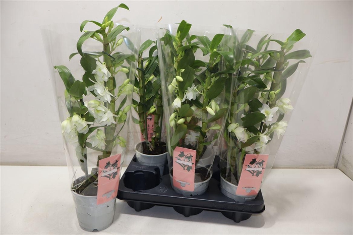 <h4>Dendr N Sc Apollon</h4>