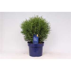 Thuja occidentalis 'Tiny Tim'