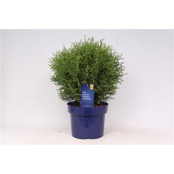 <h4>Thuja occidentalis 'Tiny Tim'</h4>