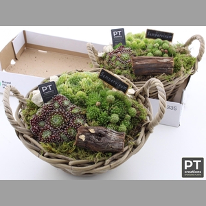 ARR SEMPERVIVUM