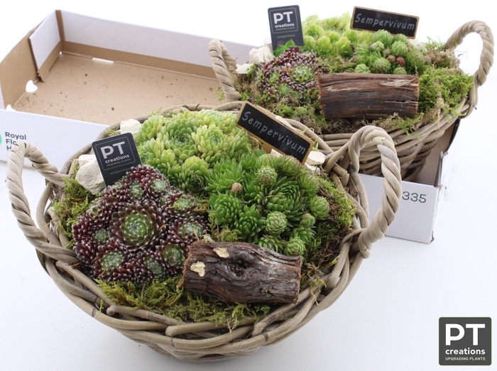 <h4>ARR SEMPERVIVUM</h4>