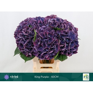 HYDR M ROYAL KING