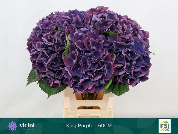 <h4>HYDR M ROYAL KING</h4>