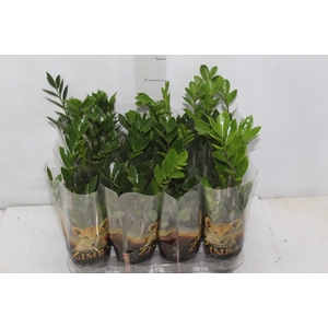 ZAMIOCULCAS P09