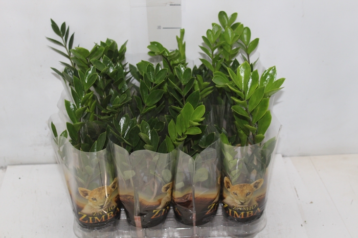 <h4>ZAMIOCULCAS P09</h4>