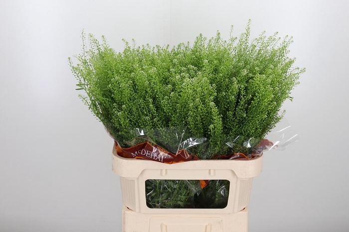 <h4>Lepidium Green Bell</h4>