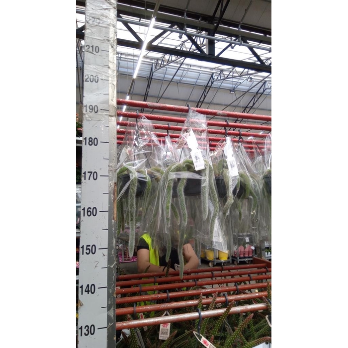<h4>Cactus   ...</h4>