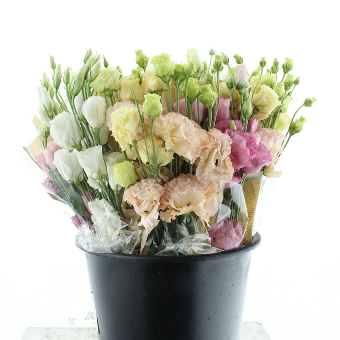 <h4>Bouquet Eustoma X 5</h4>