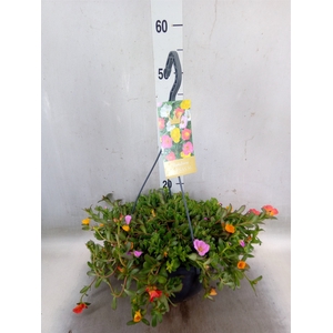 Portulaca   ...mix in pot