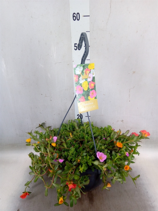 <h4>Portulaca   ...mix in pot</h4>